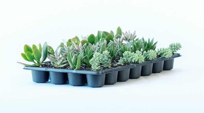Succulents