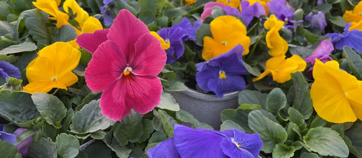 New Business Development and Landscape Accounts Manager