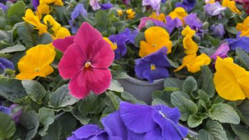 New Business Development and Landscape Accounts Manager