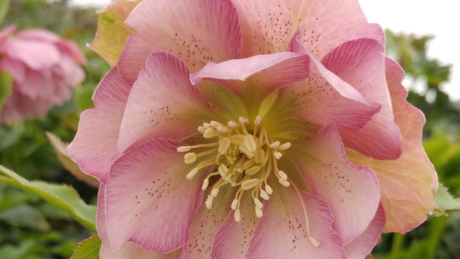 IMPACT Helleborus 'Flower Girl'