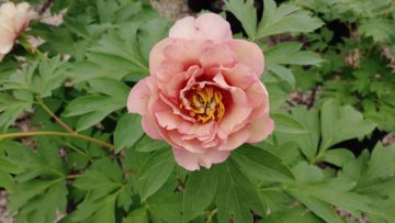 Peony Highlight