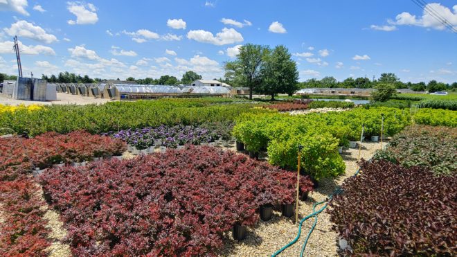 3 Gal Shrubs
