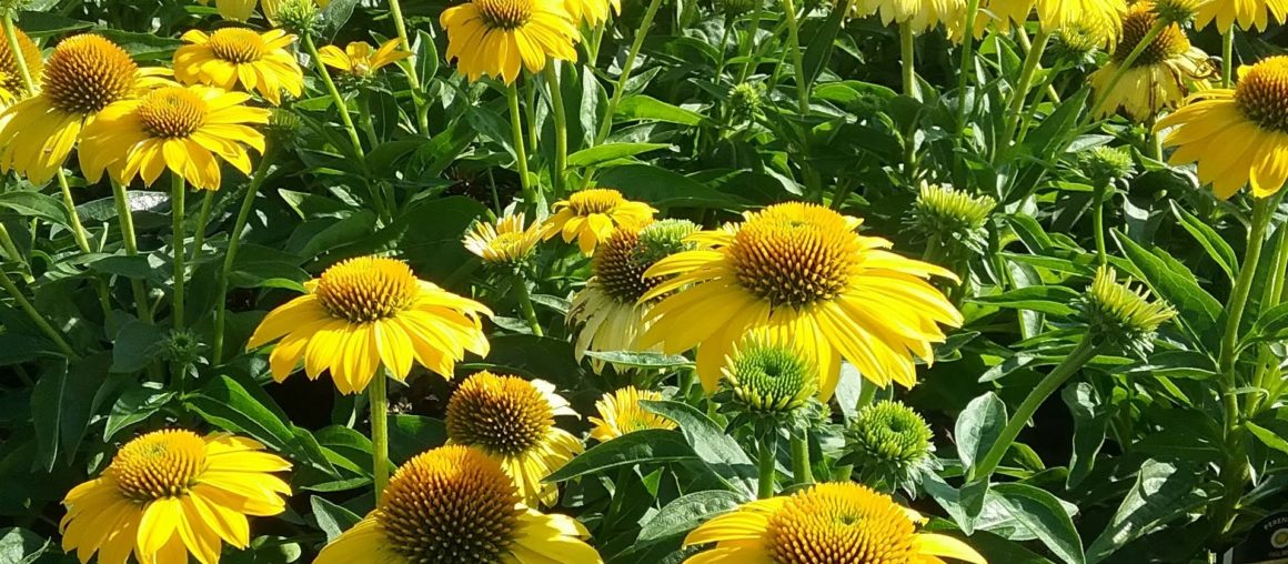 Spring 2026 Pre-Book Ordering Is Now Open!