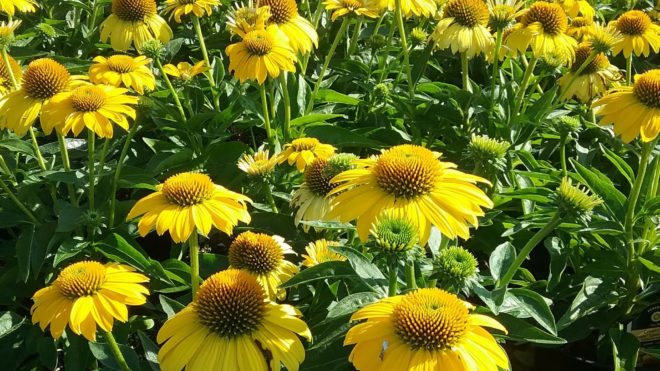 Spring 2026 Pre-Book Ordering Is Now Open!