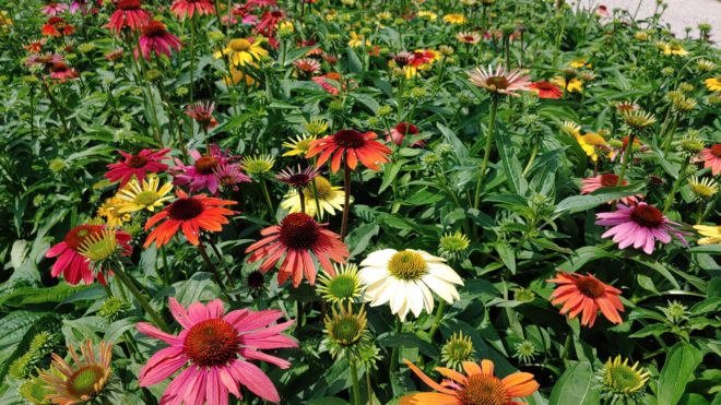 Echinacea Highlight