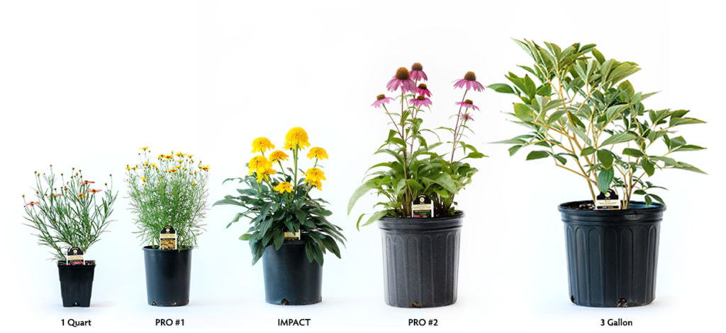 Plant Container Sizes