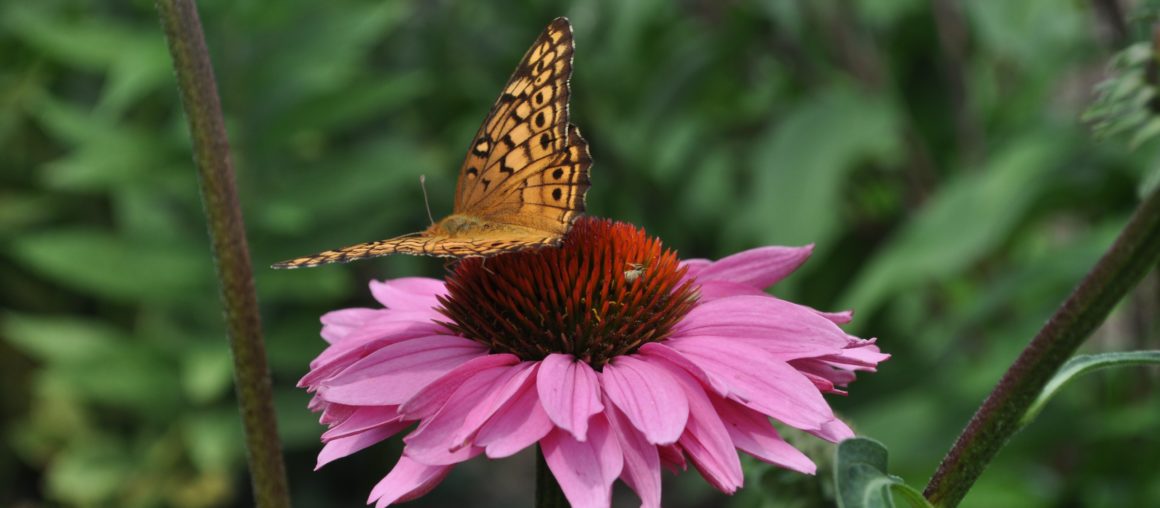 National Pollinator Week is June 22-28, 2020