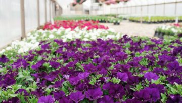 Plan Your 2026 Orders with Our Top-Selling Annuals from 2025