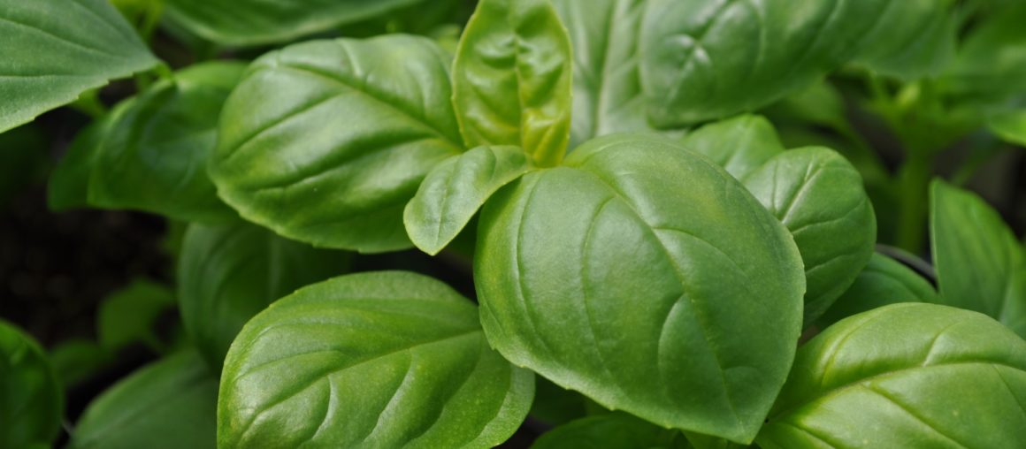 Basil Highlight
