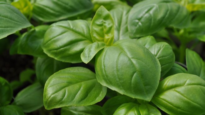 Basil Highlight