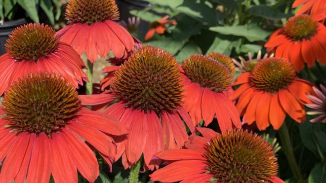 PRO #2 Echinacea Red Ombre