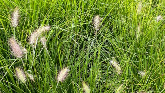 IMPACT Grass Pennisetum Hameln