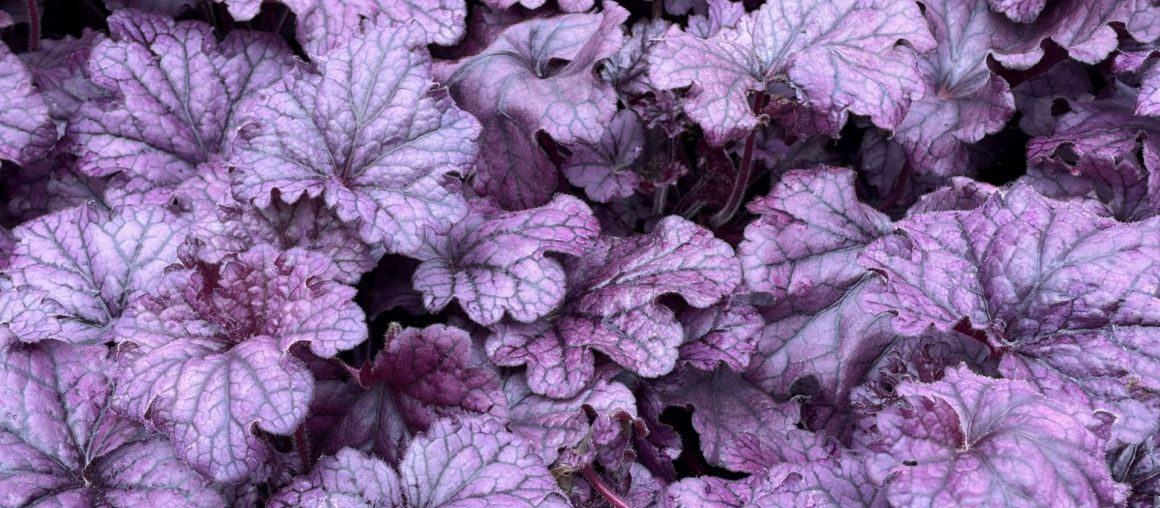 Heuchera Highlight