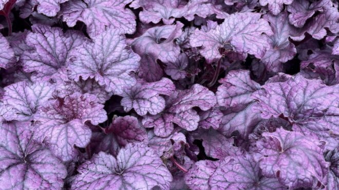 Heuchera Highlight