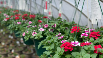 Now Hiring Section Grower - Annuals & Shrubs!