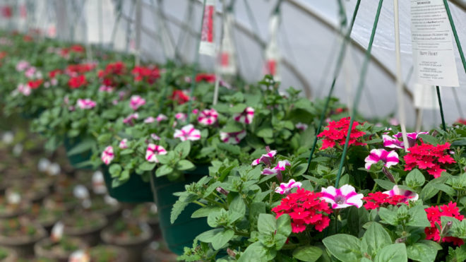 Now Hiring Section Grower - Annuals & Shrubs!