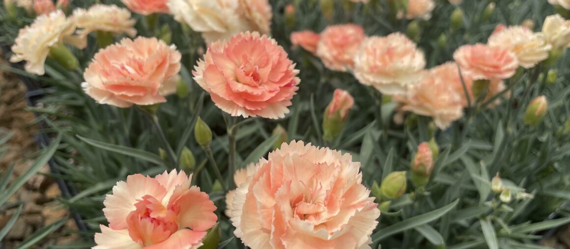 Dianthus Highlight