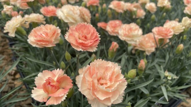 Dianthus Highlight