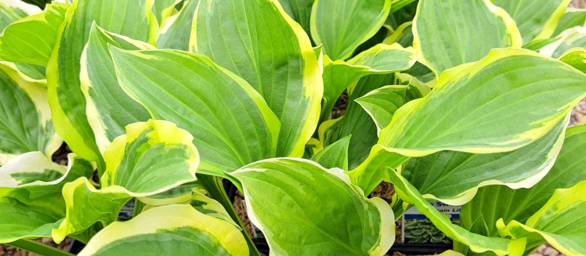 Hosta Highlight