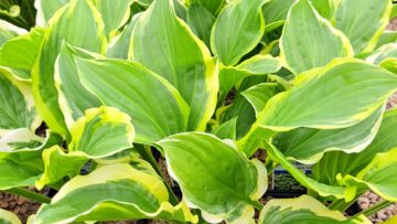 Hosta Highlight