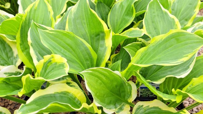 Hosta Highlight