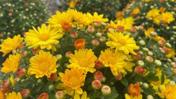 Mums Are Ready!