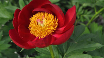 Now Hiring Section Grower - IMPACT, PRO#1 Perennials, Peonies