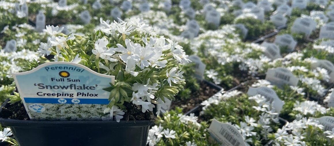 The Top Three Sellers in Our 1-Quart Perennial Line-up: Phlox Subulata