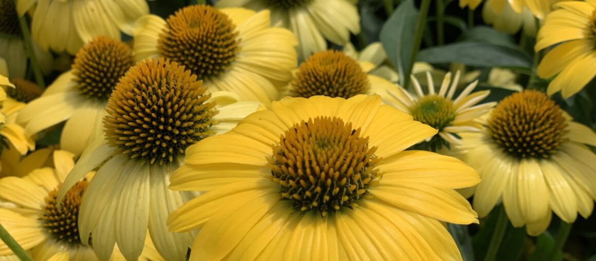 Now Hiring - Assistant Grower