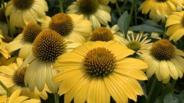 Now Hiring - Assistant Grower