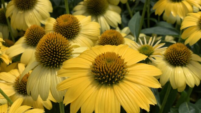 Now Hiring - Assistant Grower