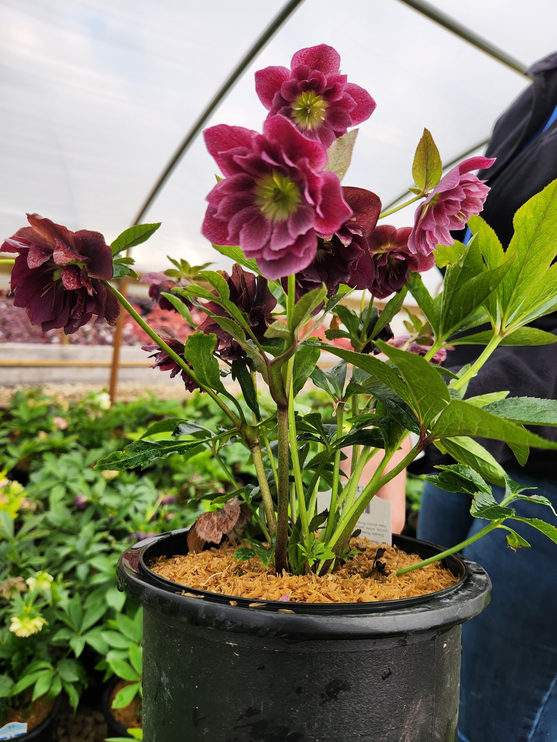 Grower Showcase with Lyndsey – Millcreek Gardens Grower Showcase with Lyndsey – Millcreek Gardens