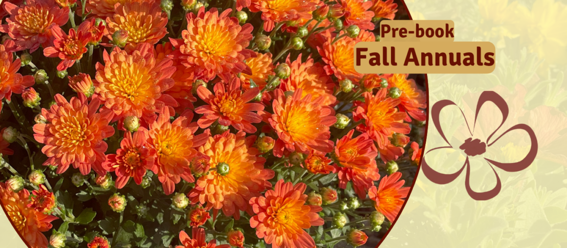 Fall Annuals