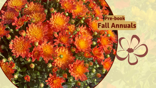 Fall Annuals