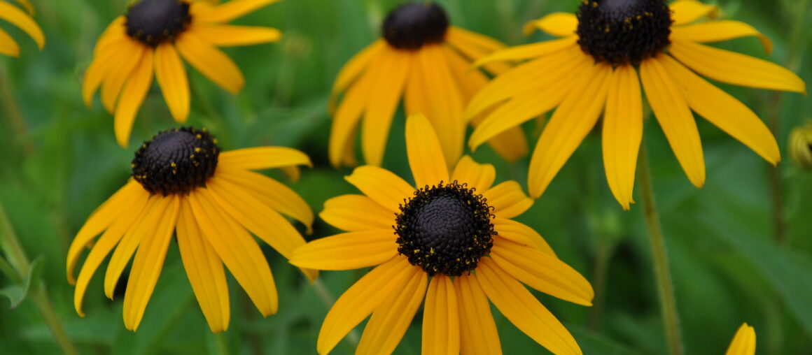 Heat Tolerant Plants