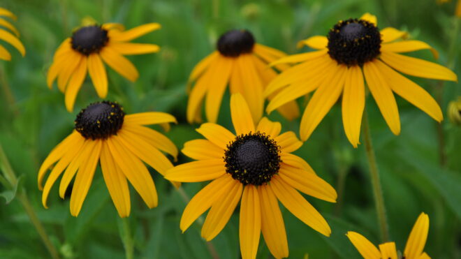 Heat Tolerant Plants