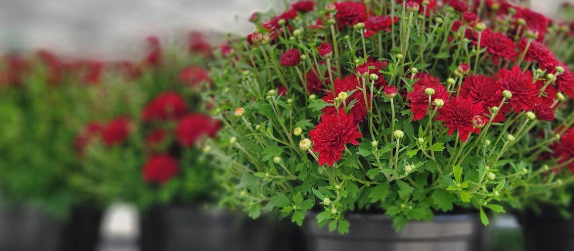 Fall Annuals Now Ready