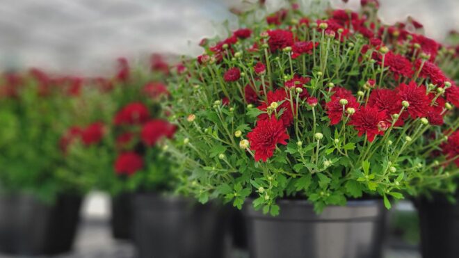 Fall Annuals Now Ready