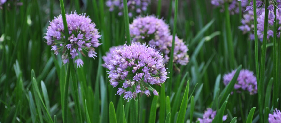 Perennials That Shine Year After Year in Your Garden