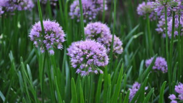 Perennials That Shine Year After Year in Your Garden