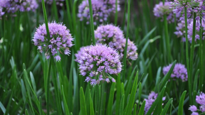 Perennials That Shine Year After Year in Your Garden