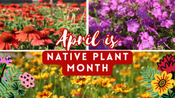 Native Plant Month!