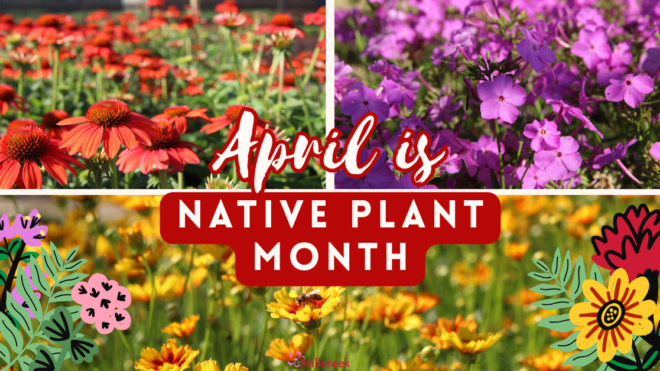 Native Plant Month!